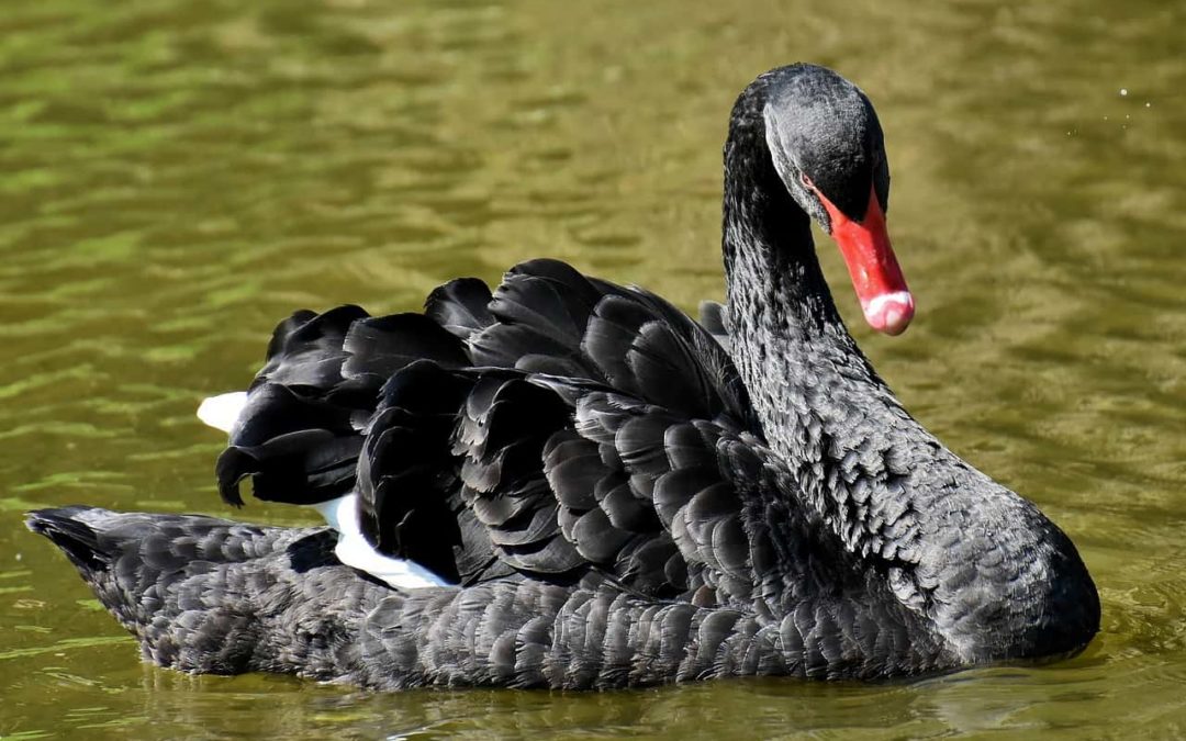 Schwarze Schwäne