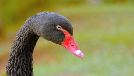 Schwarzer Schwan – sind alle Schwäne weiß?